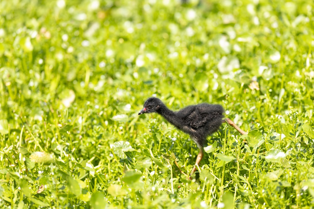 a small black bird walking through a lush green field