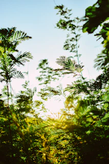 the sun is shining through the trees in the forest