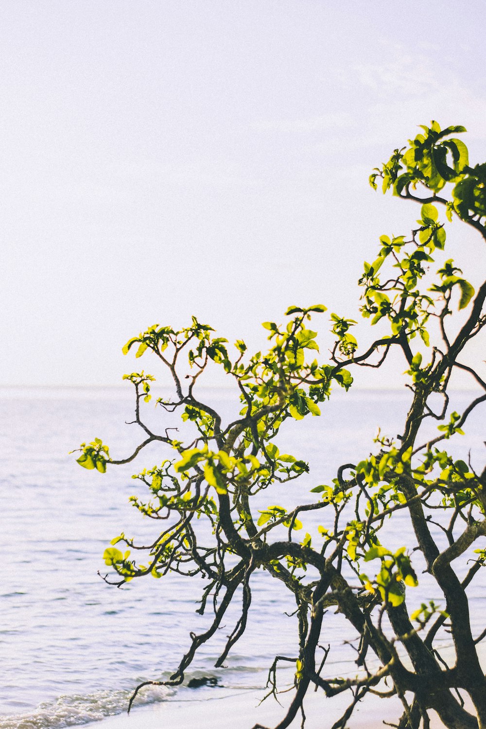 a tree with green leaves on a beach