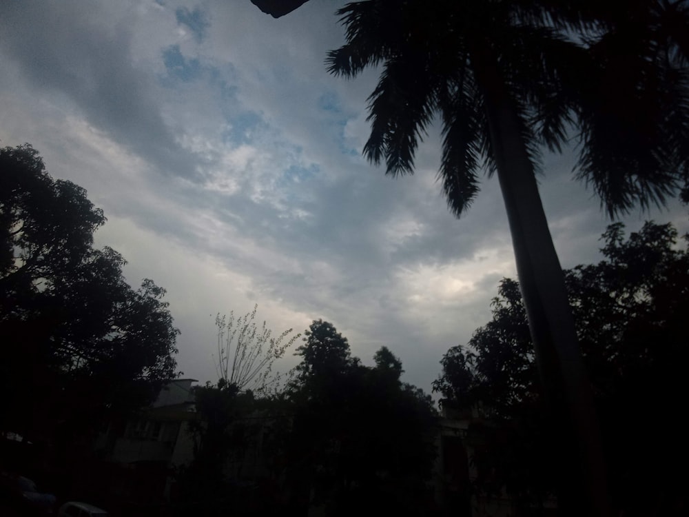 Una palmera se recorta contra un cielo nublado