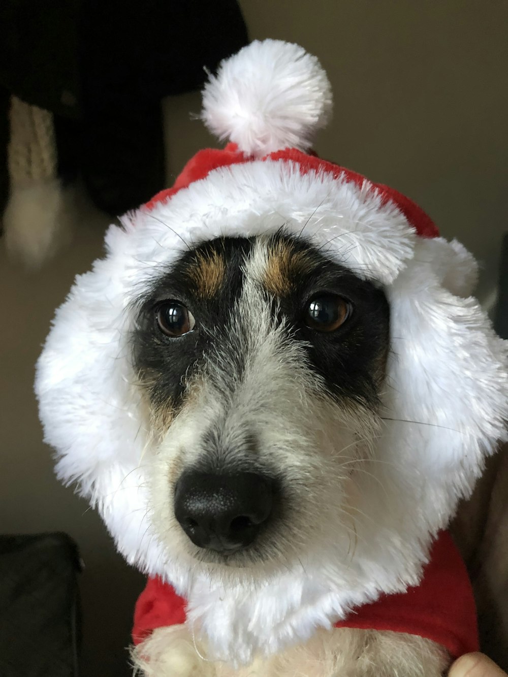 a dog wearing a santa hat and sitting on a couch