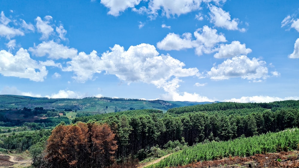 a lush green forest under a blue sky with clouds