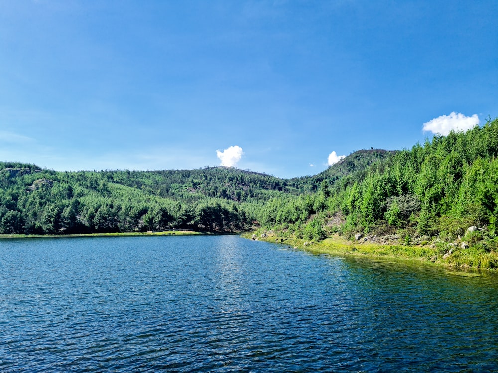 a large body of water surrounded by a forest