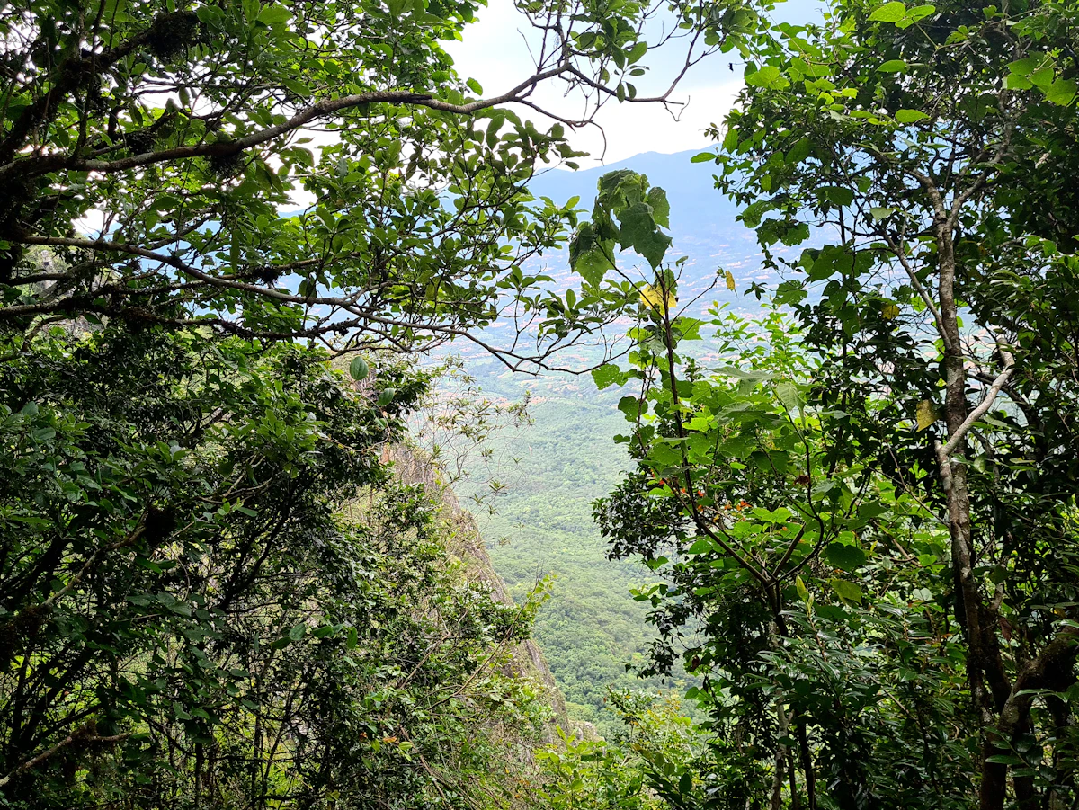 Bosque montañoso con niebla