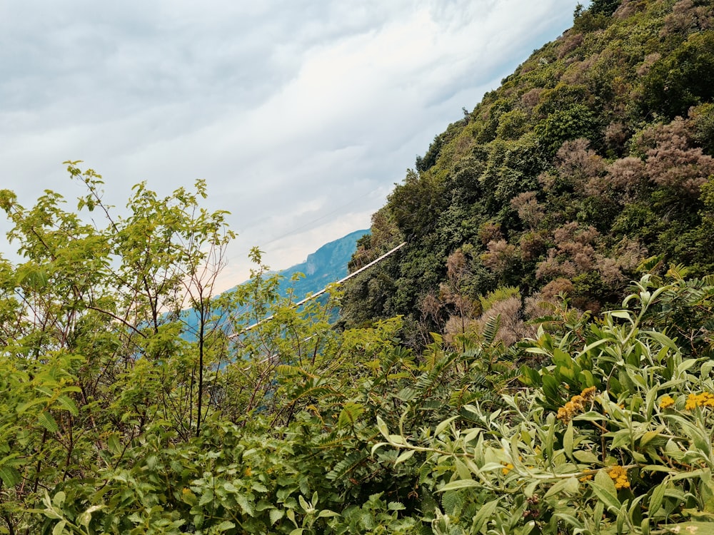 a view of a mountain with trees and bushes