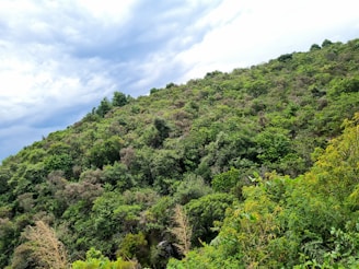 a lush green hillside covered in lots of trees
