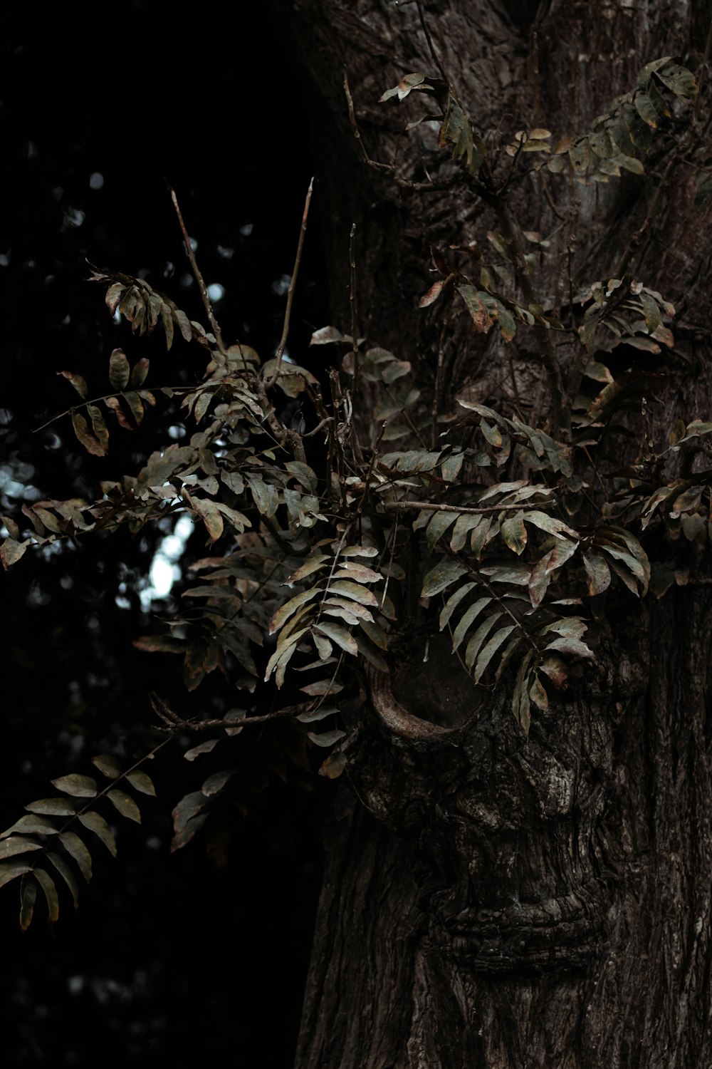 a close up of a tree with leaves on it