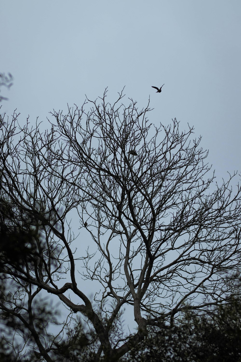 a bird flying over a tree with no leaves