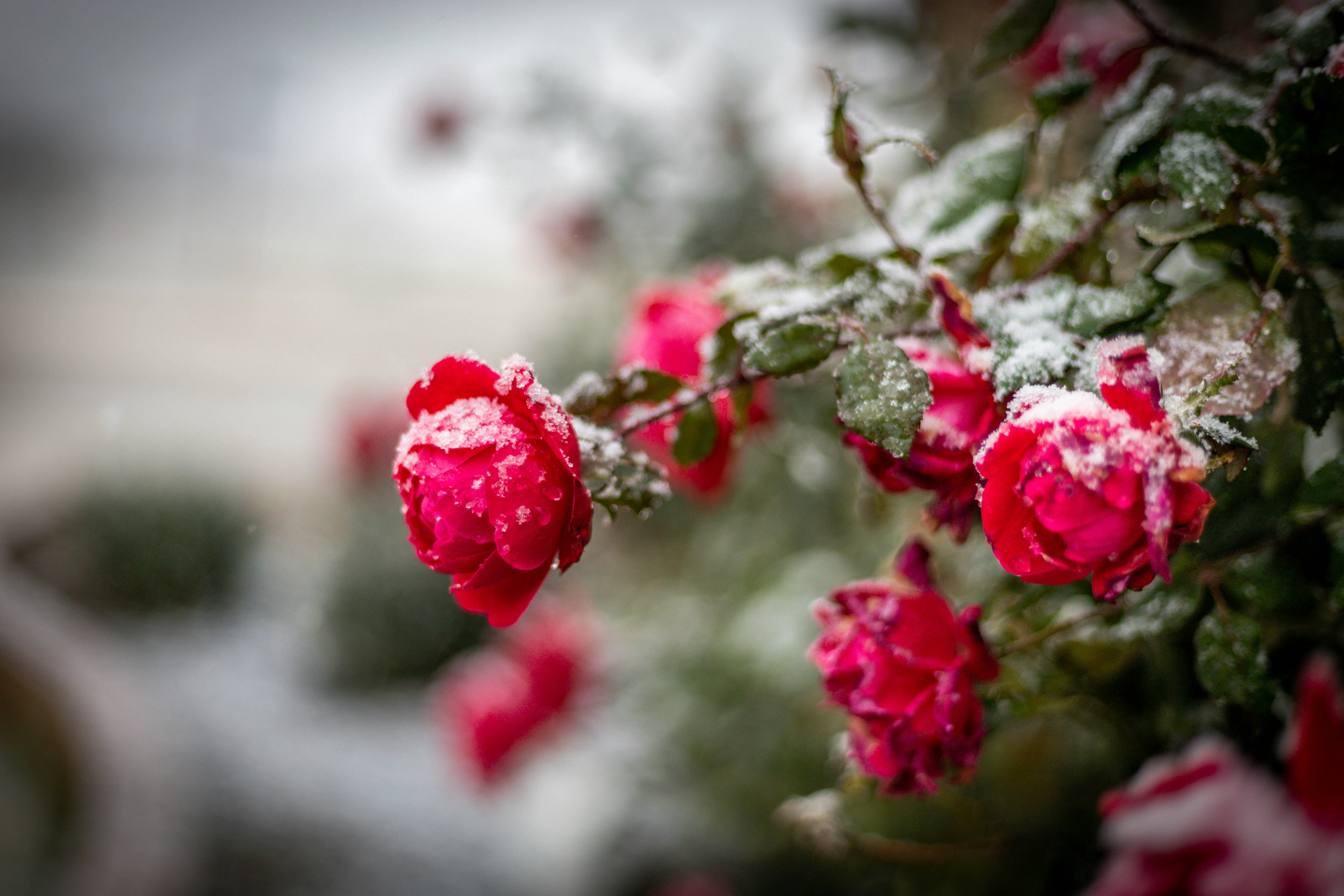 a bunch of red flowers covered in snow