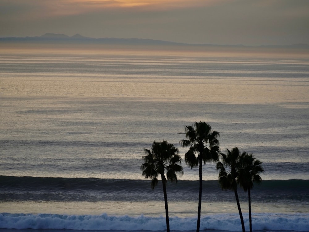 a couple of palm trees sitting on top of a beach