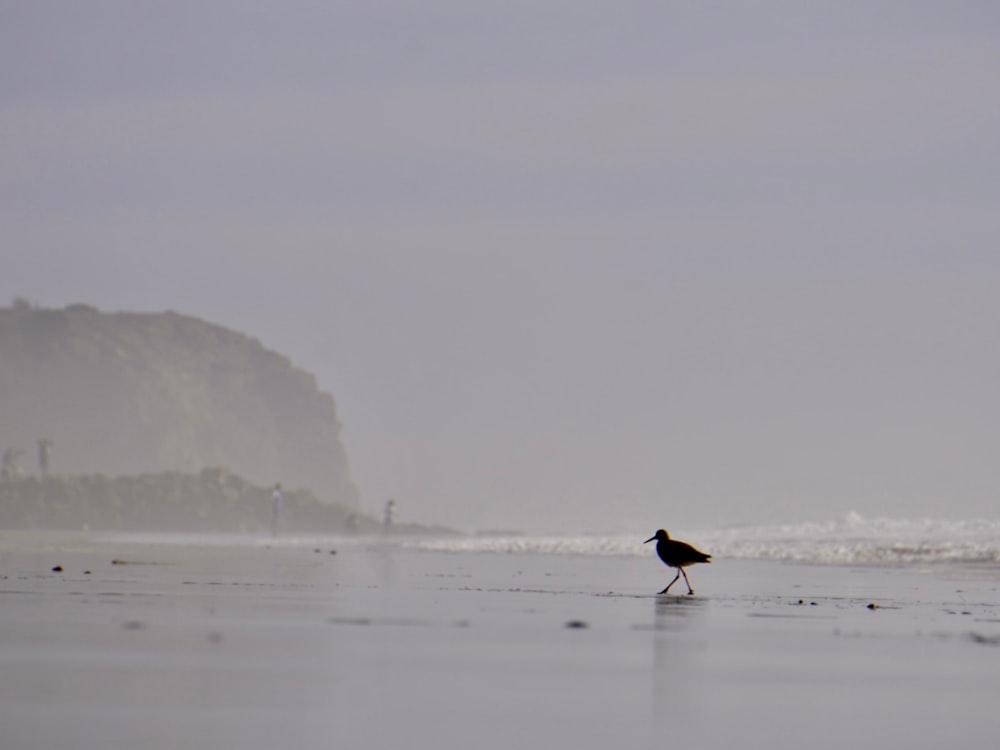 a bird standing on a wet beach next to the ocean