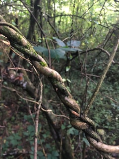 Close-up of a deep green velvet cloak draped over mossy branches in a shadowy forest