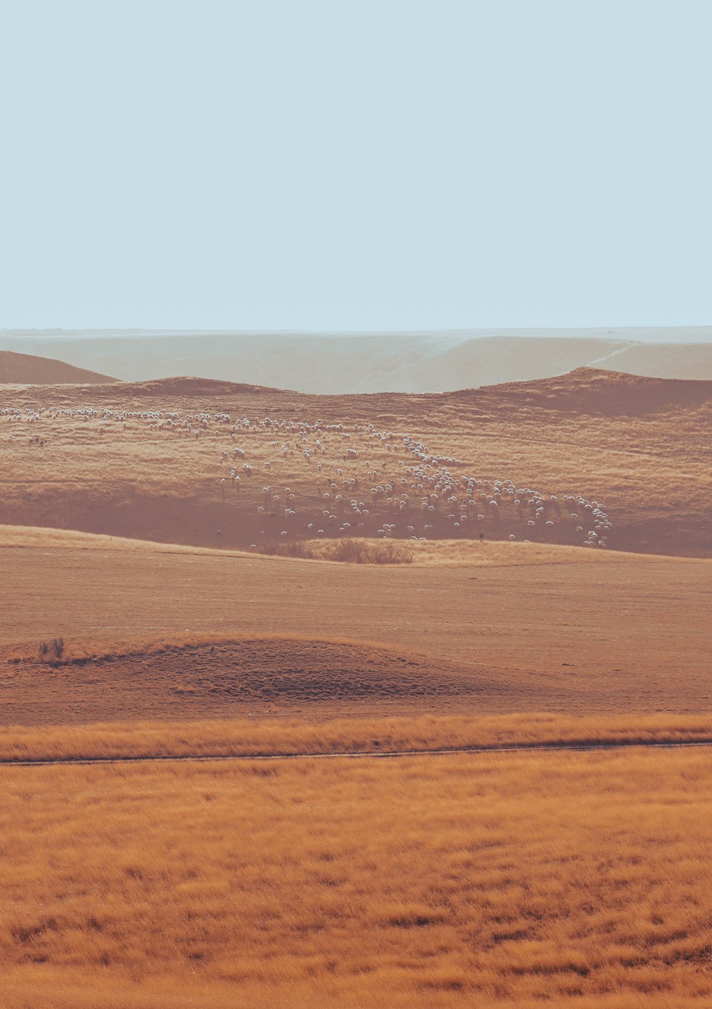 a herd of sheep grazing on top of a dry grass field