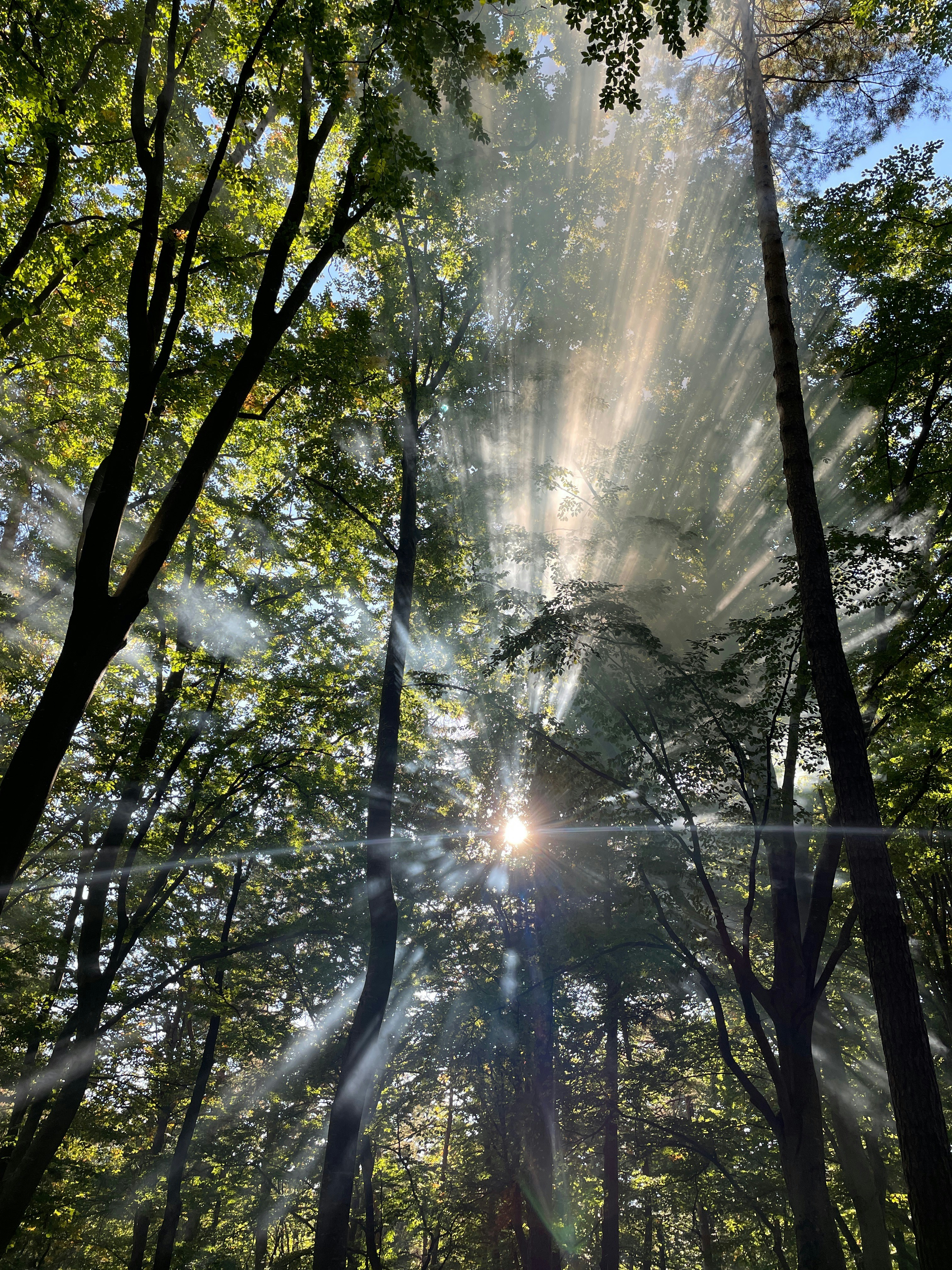 Raze de soare pătrunzând printre copaci înalți, pădure luminoasă, atmosferă spirituală