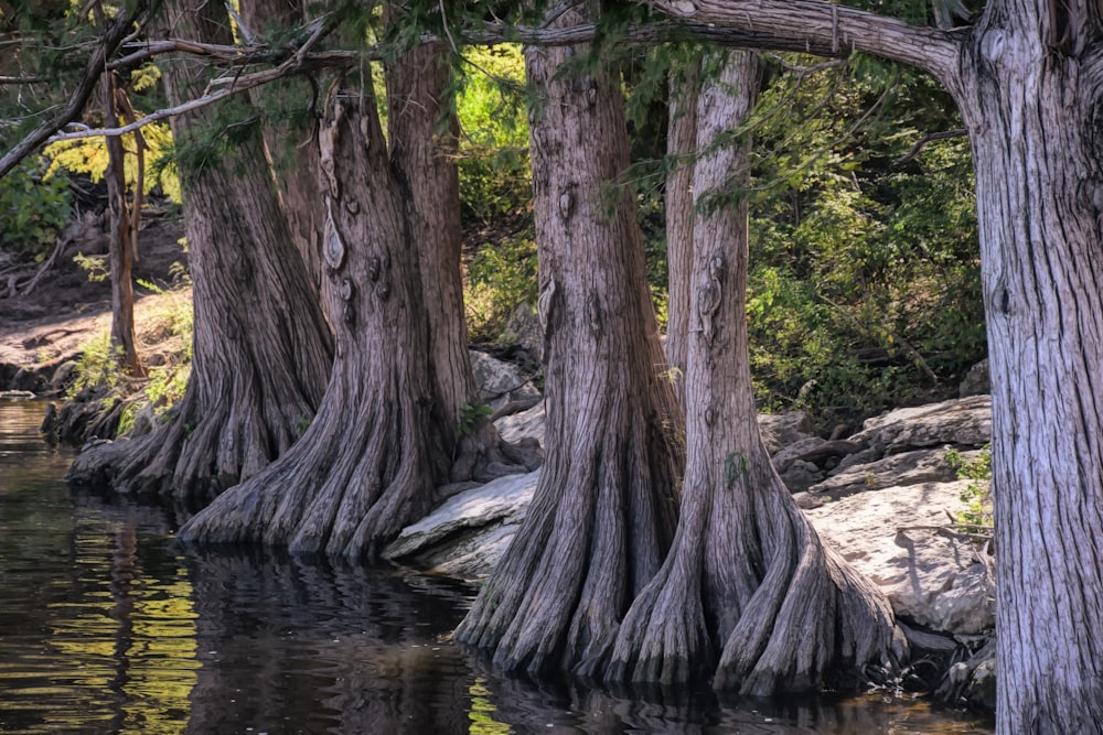 a body of water surrounded by trees and rocks