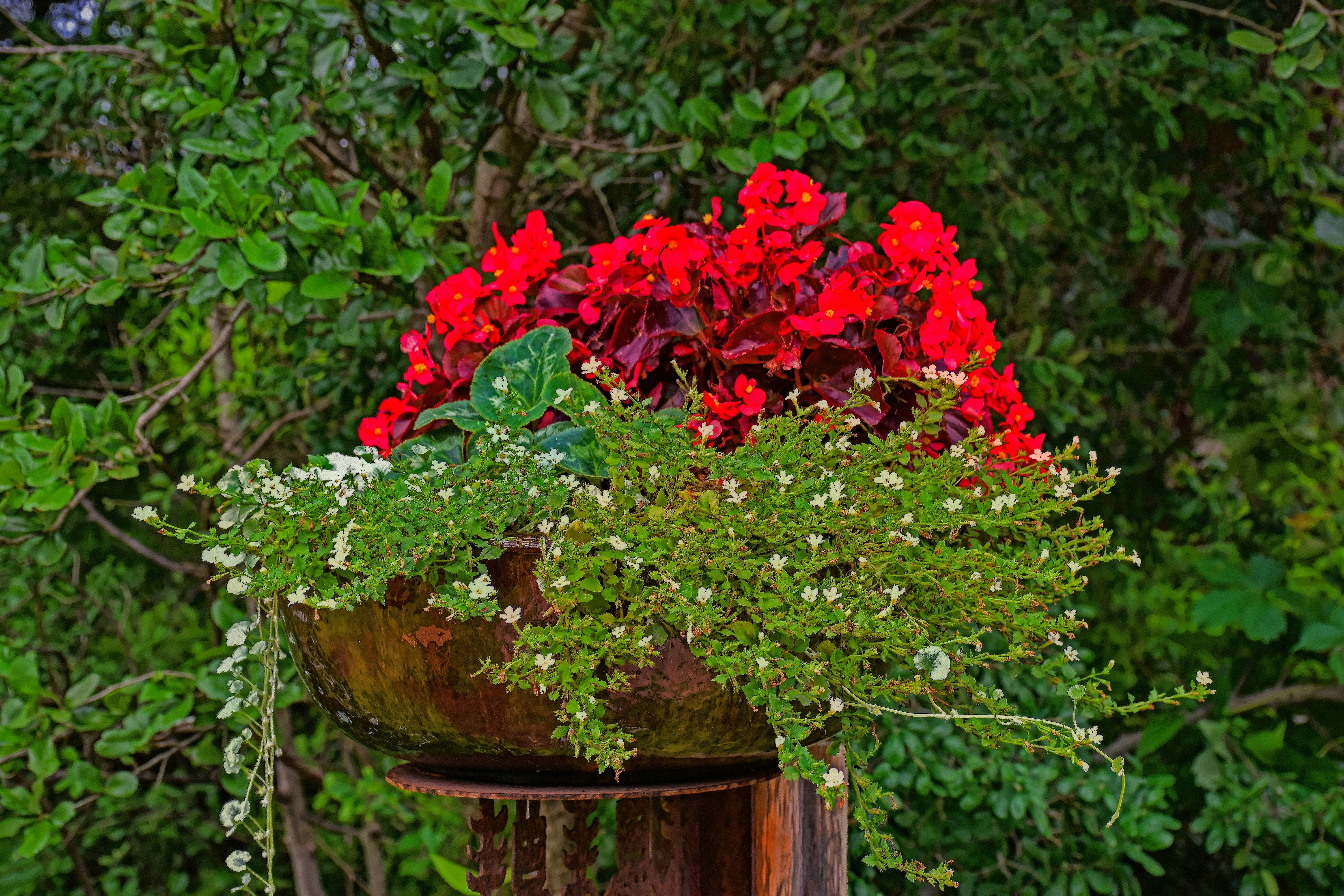 Une plante en pot avec des fleurs rouges dedans photo – Photo Plante ...