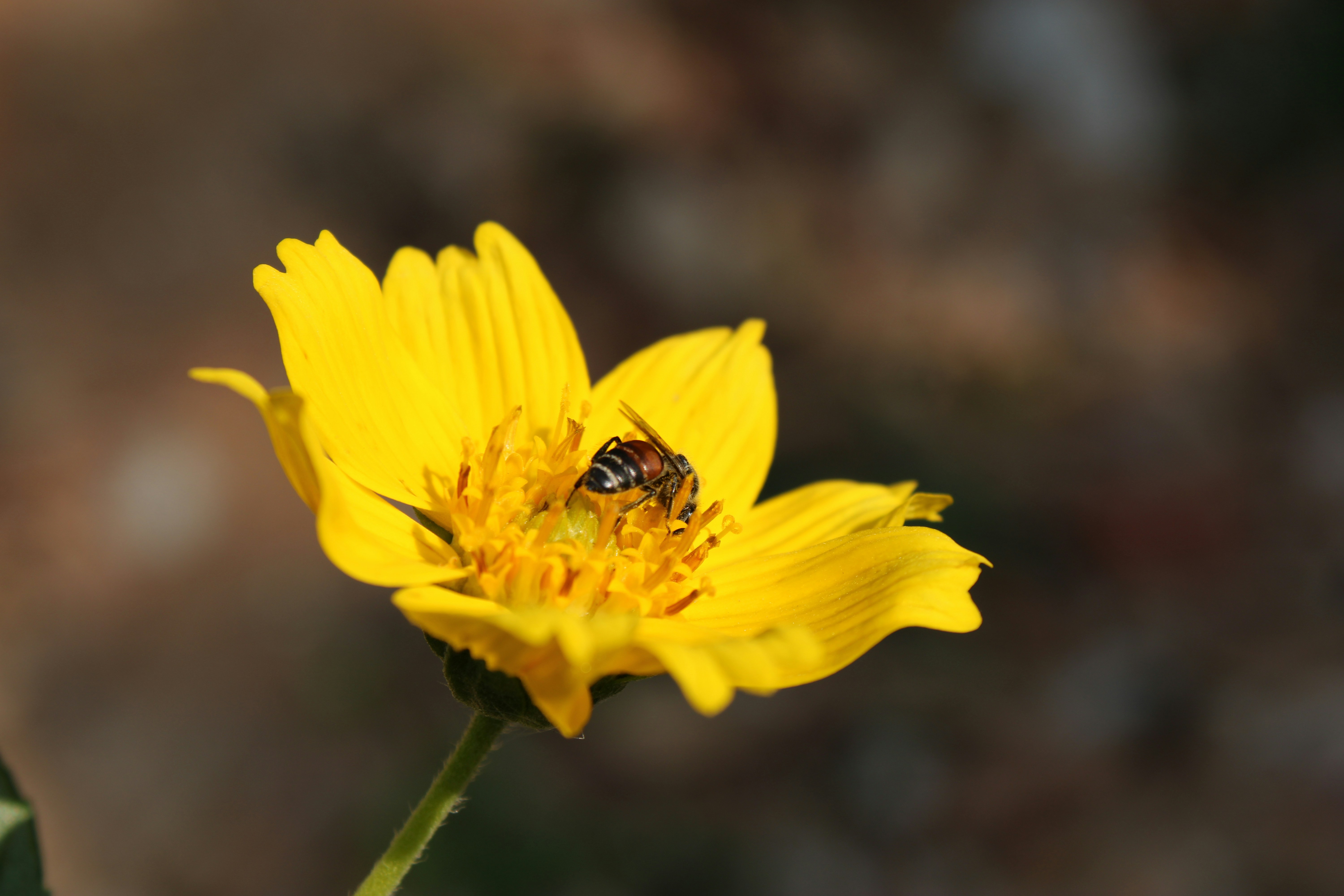 Photo by krishna_mathi