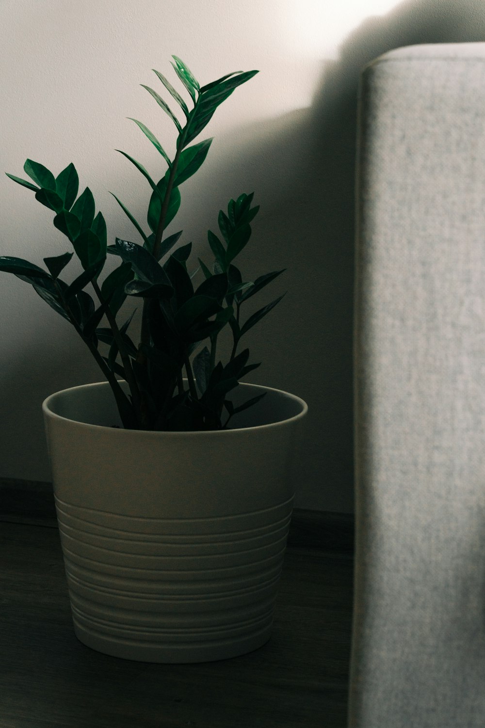 a potted plant sitting on top of a wooden floor