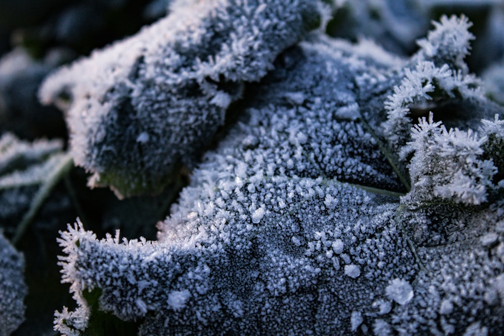 un gros plan d’une plante avec du givre dessus