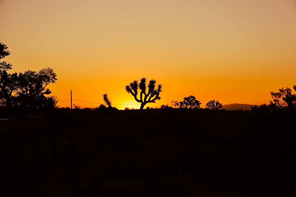 the sun is setting behind a silhouette of a cactus