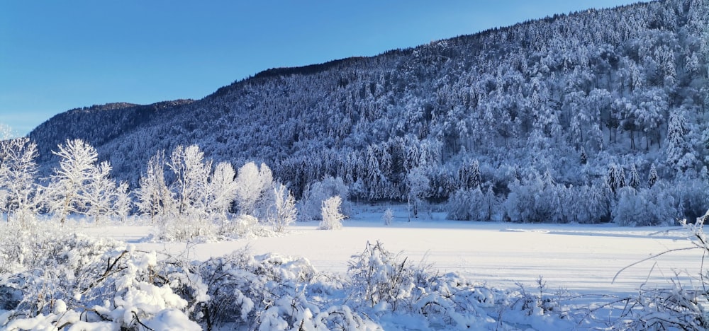 a snowy landscape with trees and mountains in the background