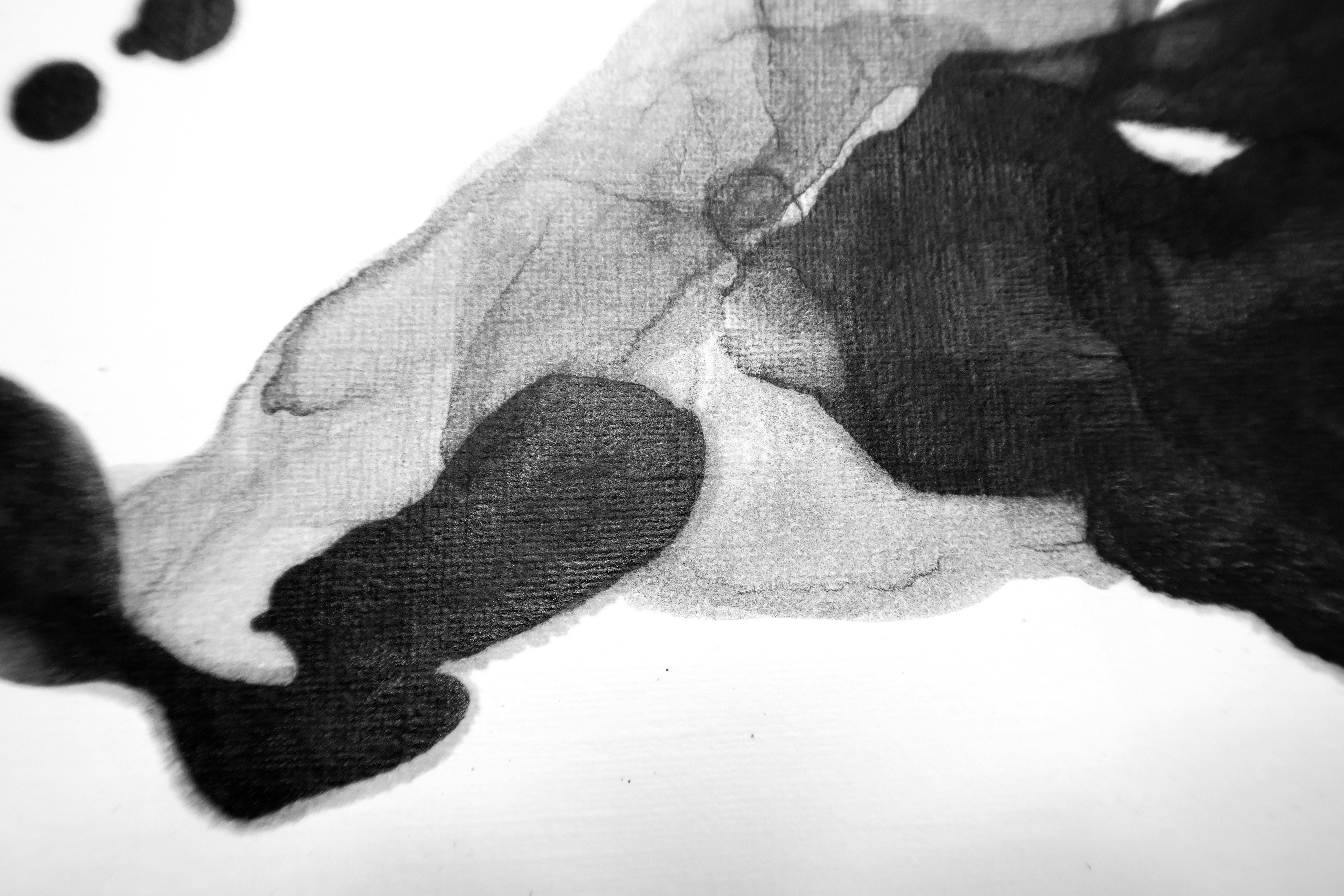 Veterinary x-ray of a dog's leg