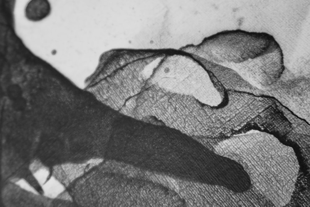 a black and white photo of a bird sitting on a table