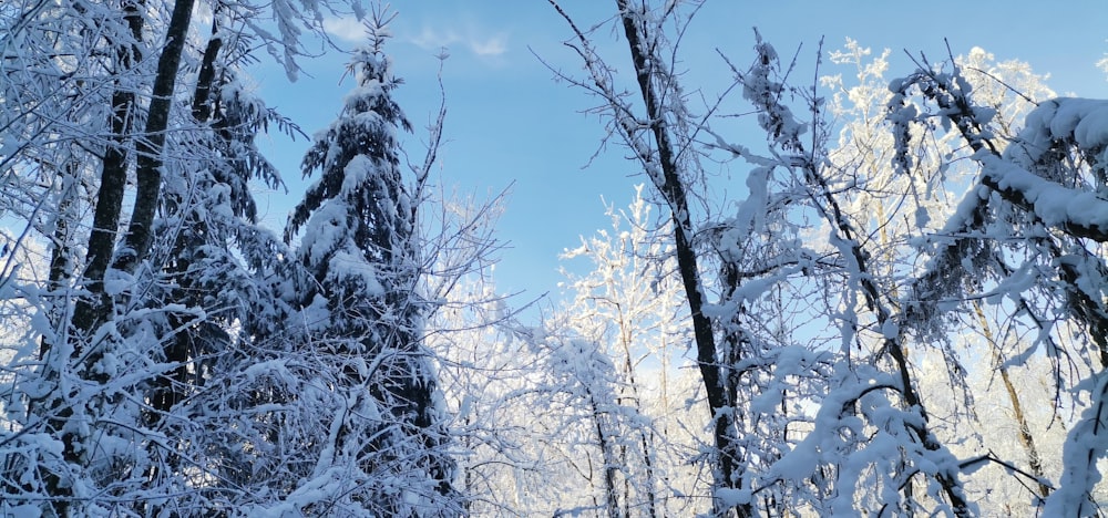 a forest filled with lots of snow covered trees