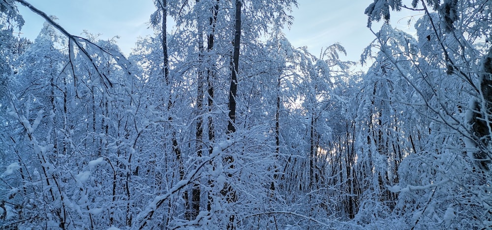 a forest filled with lots of snow covered trees