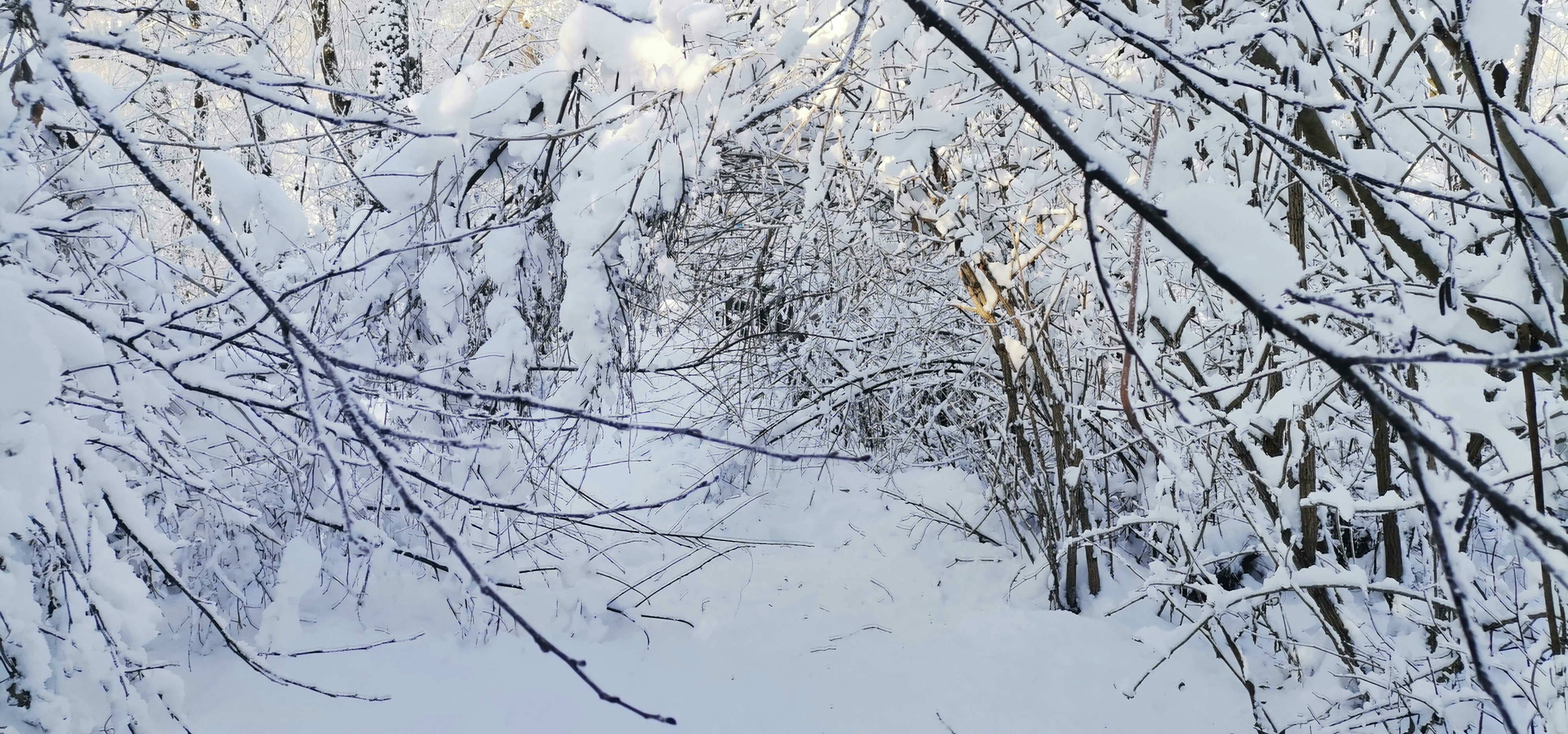 a snow covered path in a wooded area