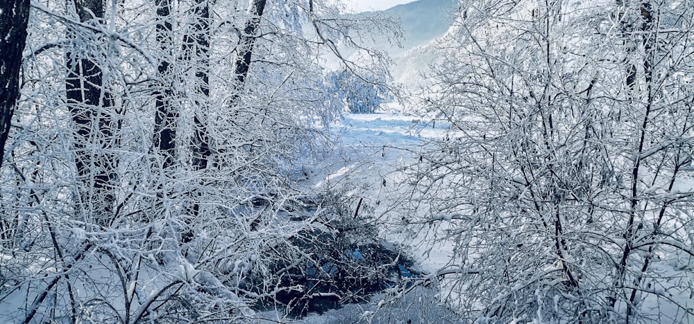 a stream running through a snow covered forest