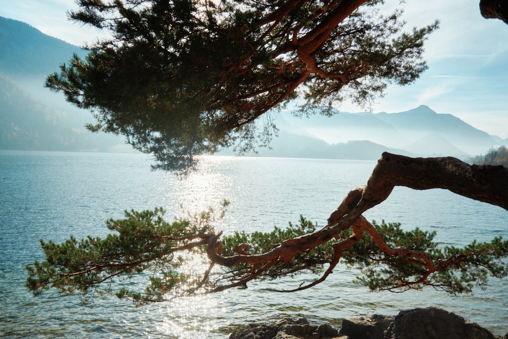 the sun shines through the branches of a tree near a body of water