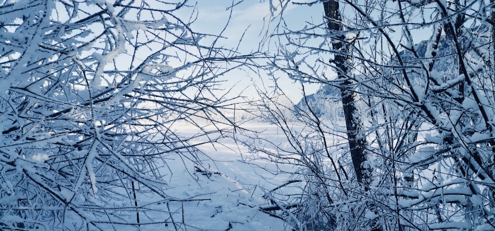 a snow covered forest filled with lots of trees