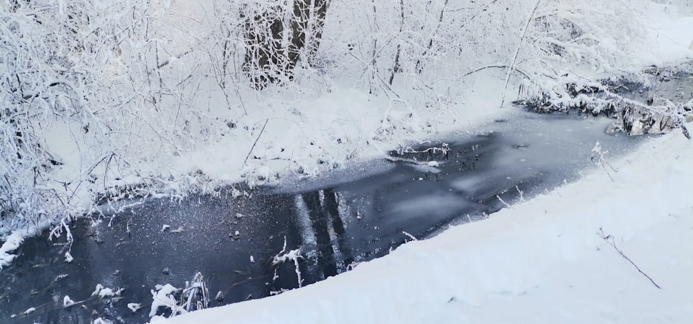 Un arroyo que atraviesa un bosque cubierto de nieve