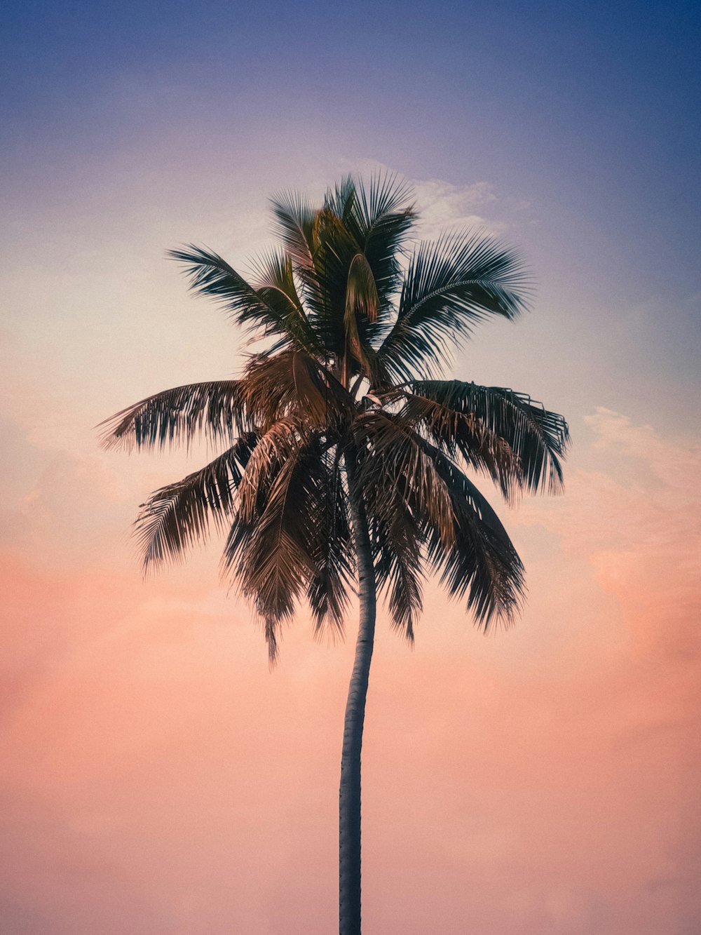 una palmera con un cielo rosado al fondo