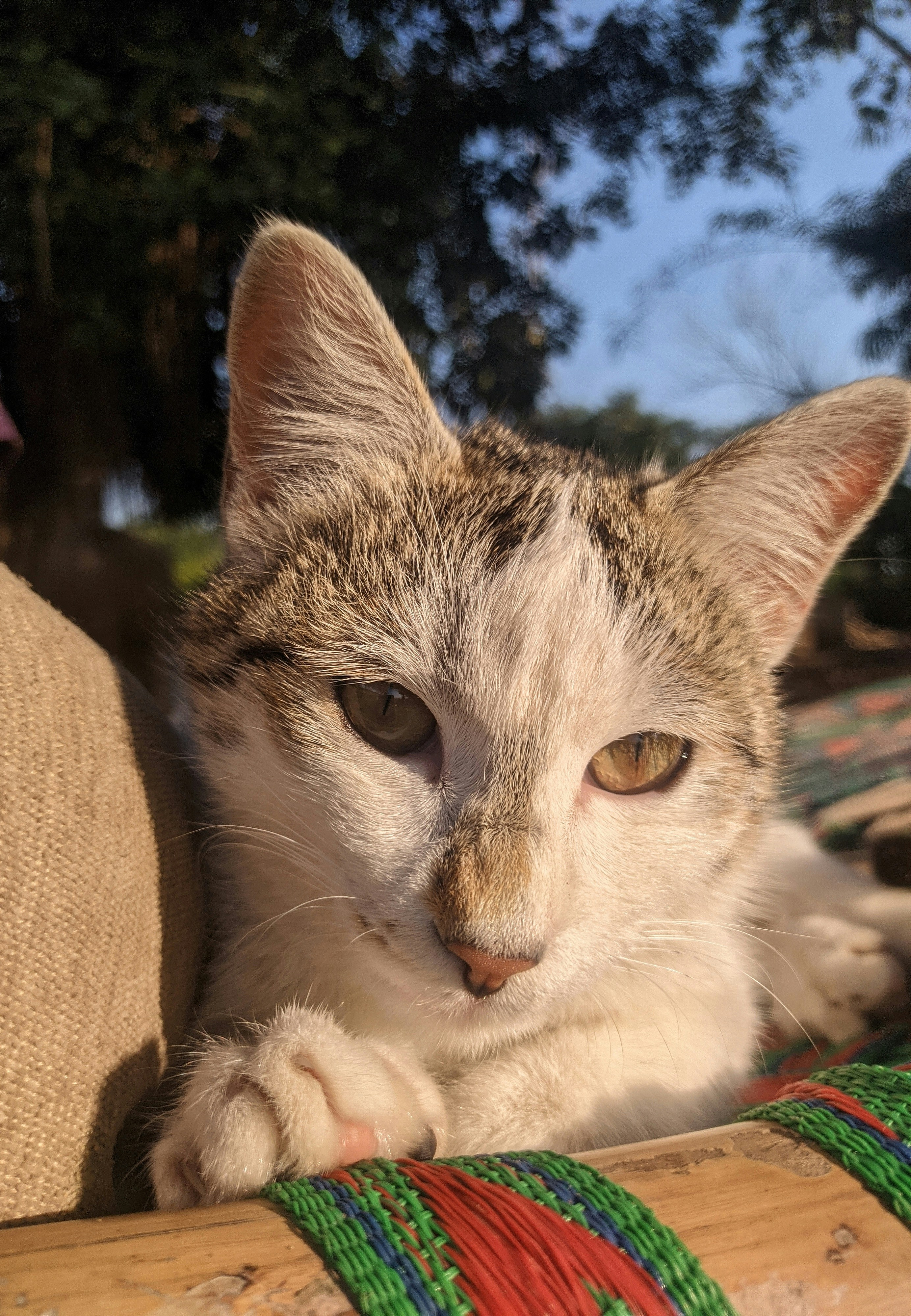 I want a cat - by Auralite Writes - Secrète Scent