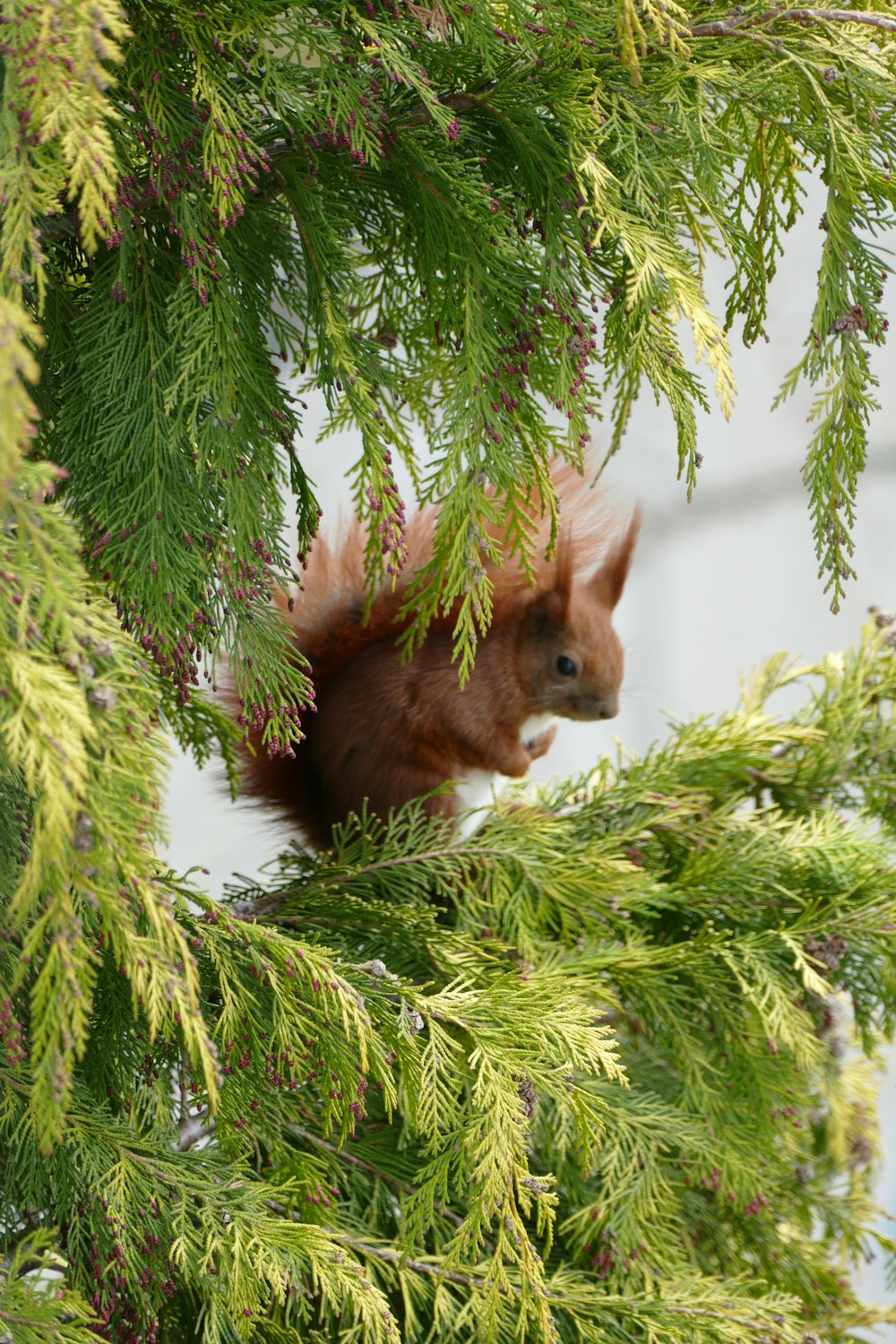 a squirrel is sitting in a tree looking at the camera