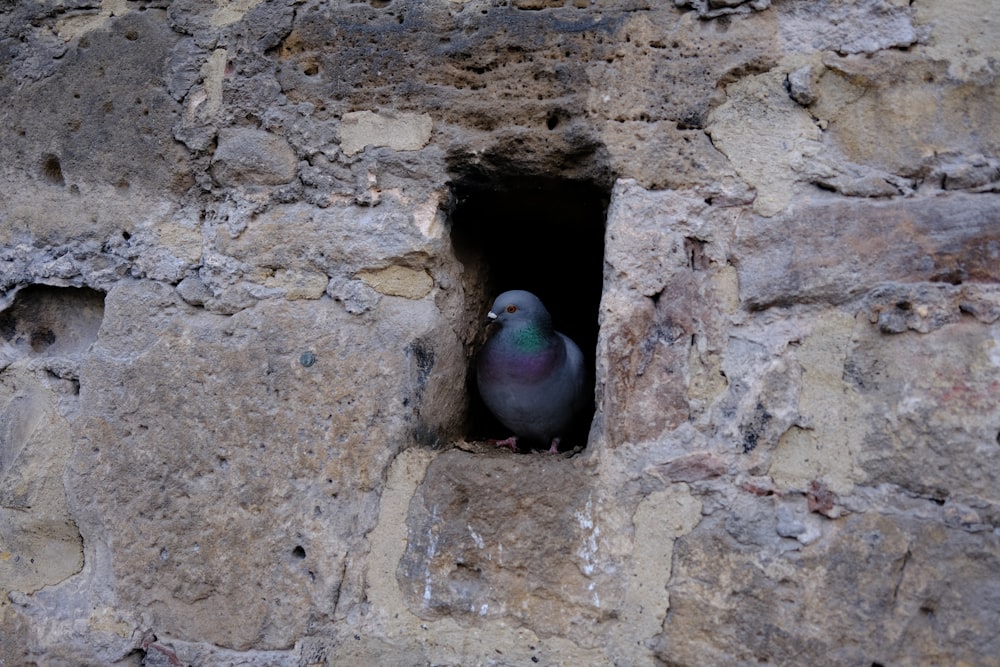 a pigeon sitting in a hole in a stone wall