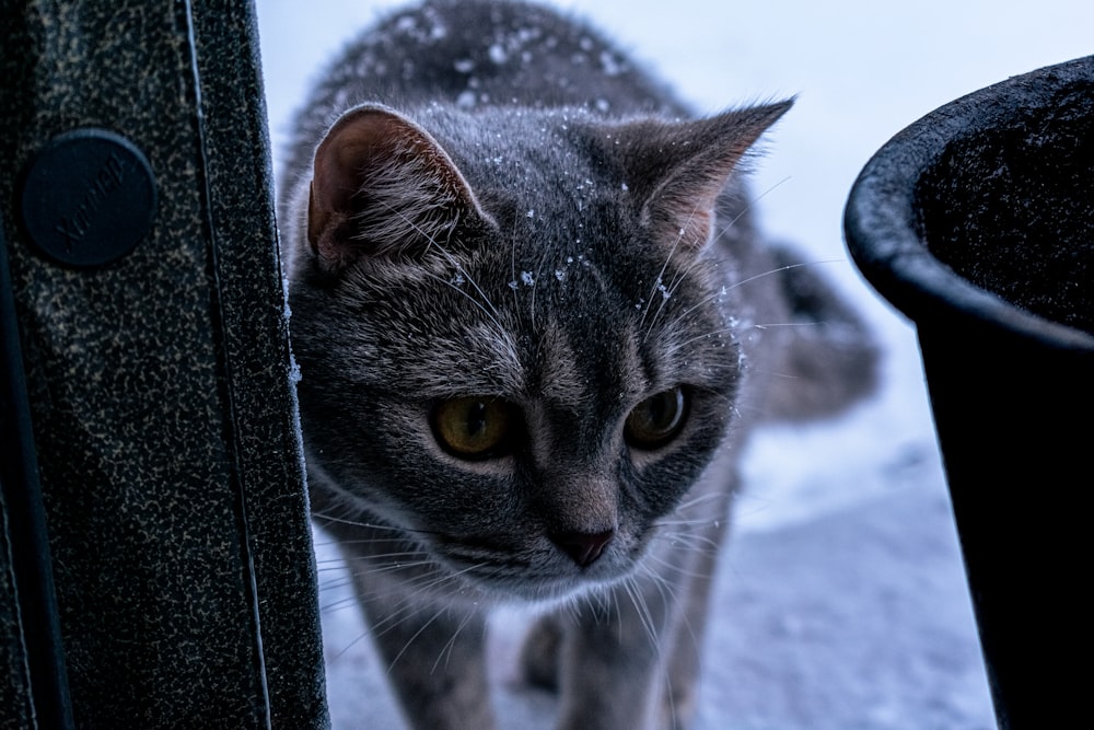 a cat is looking at the camera through a door