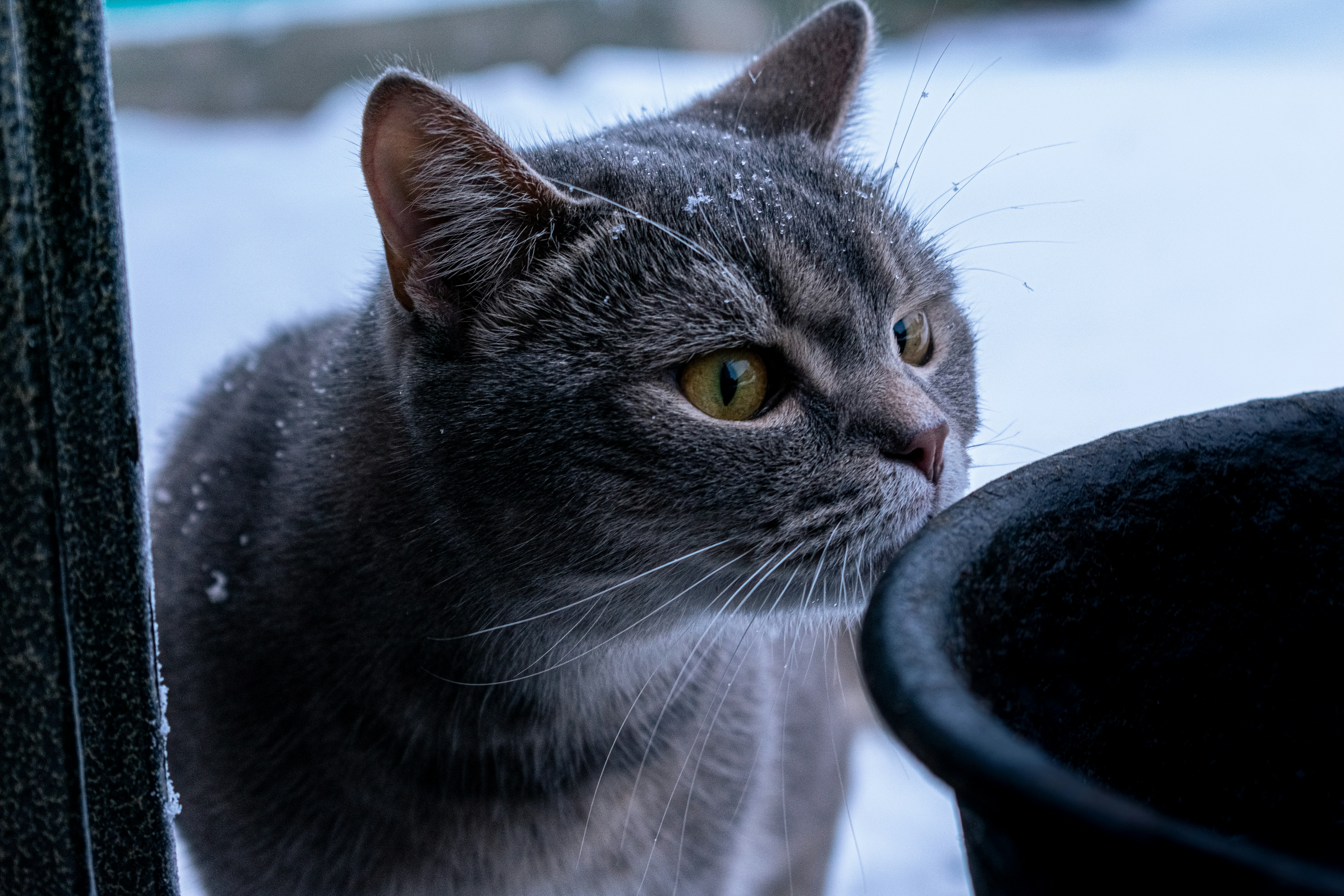 a gray cat standing next to a black trash can
