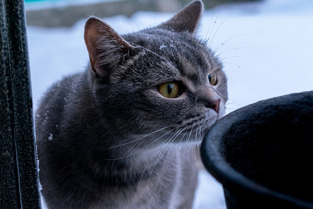 a gray cat standing next to a black trash can