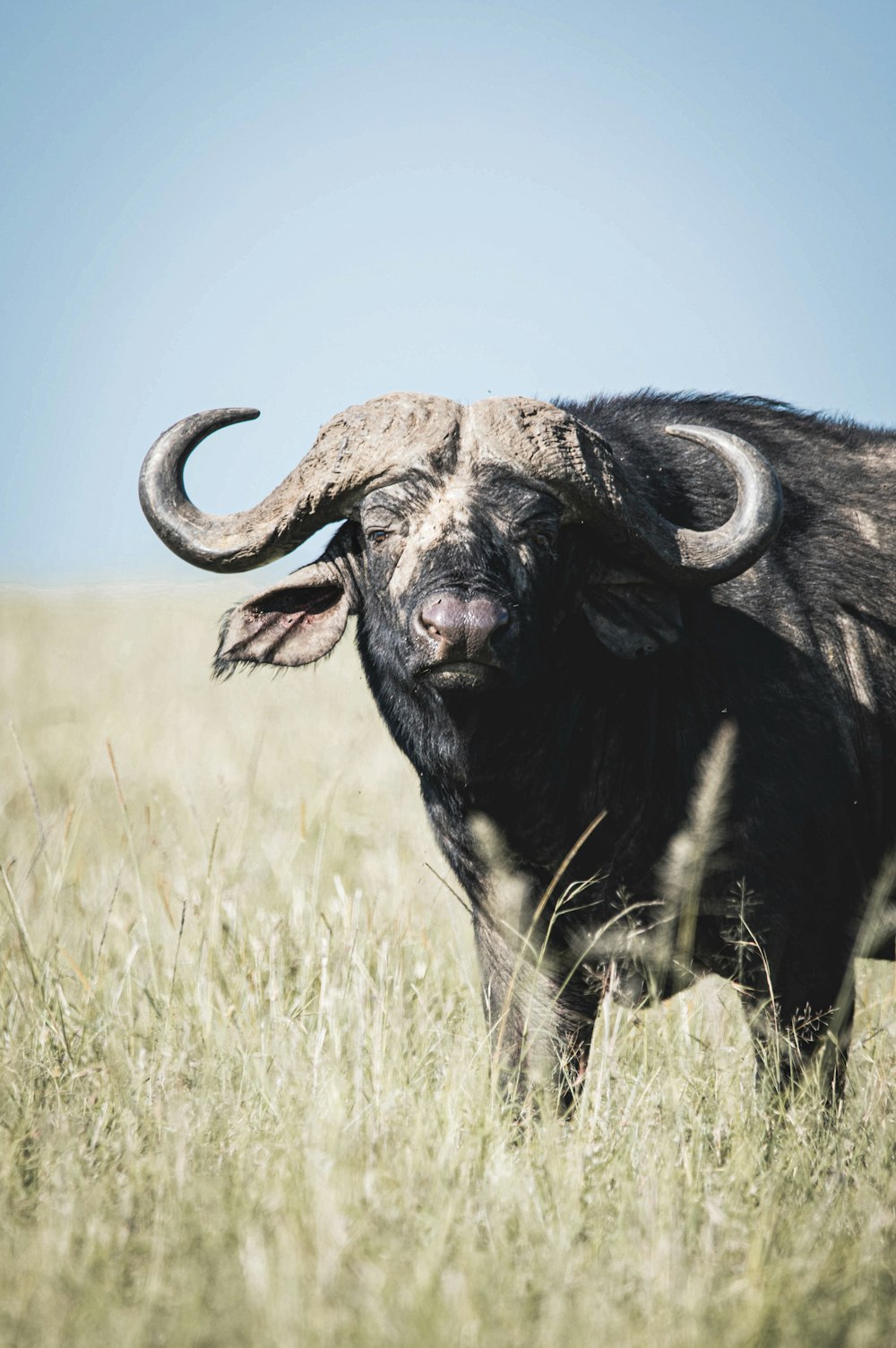 a bull with large horns standing in a field