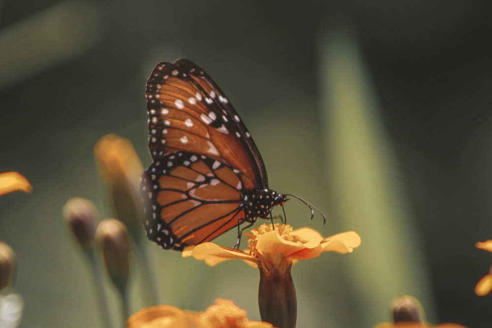 a butterfly sitting on top of a yellow flower