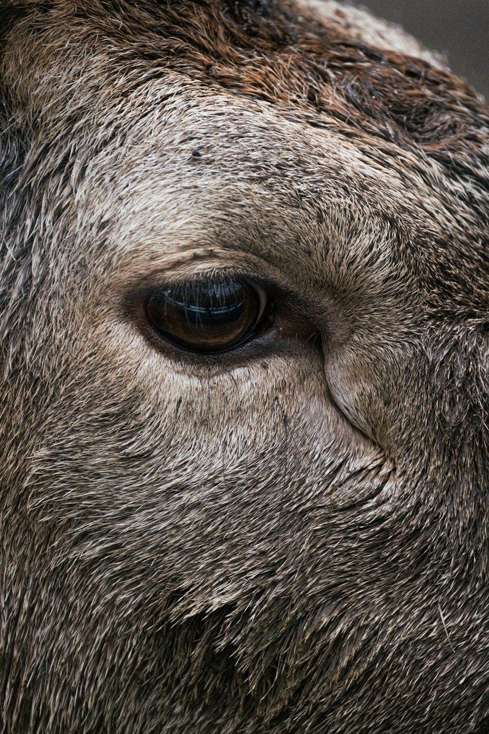 a close up of a cow's eye with a blurry background