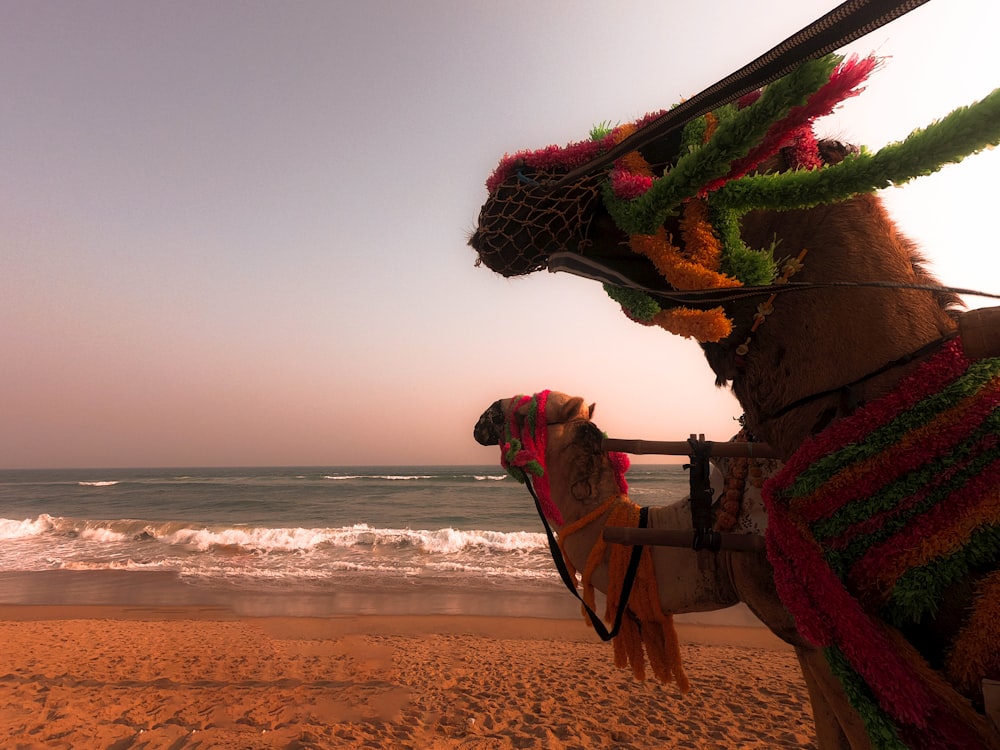 Un camello decorado de pie en una playa junto al océano