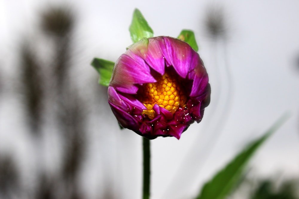 a close up of a flower with a blurry background