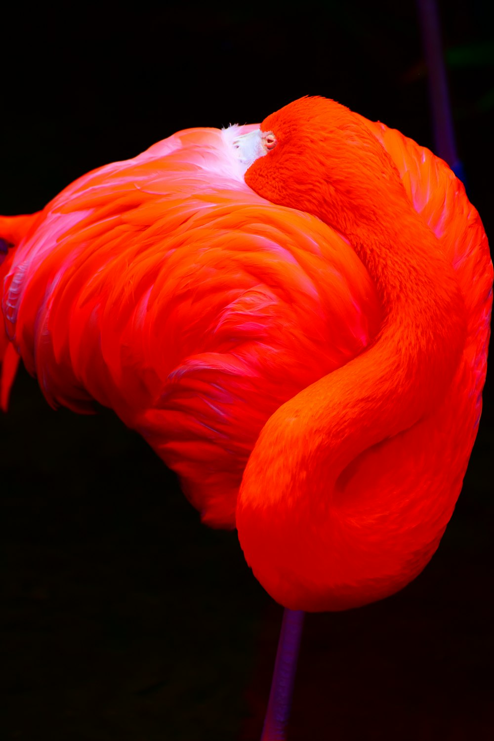 a red flamingo standing on a stick in the dark