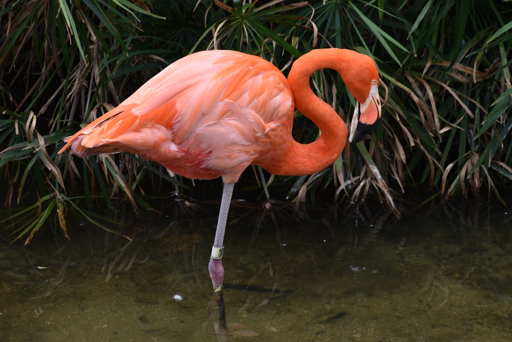 a pink flamingo standing in a body of water