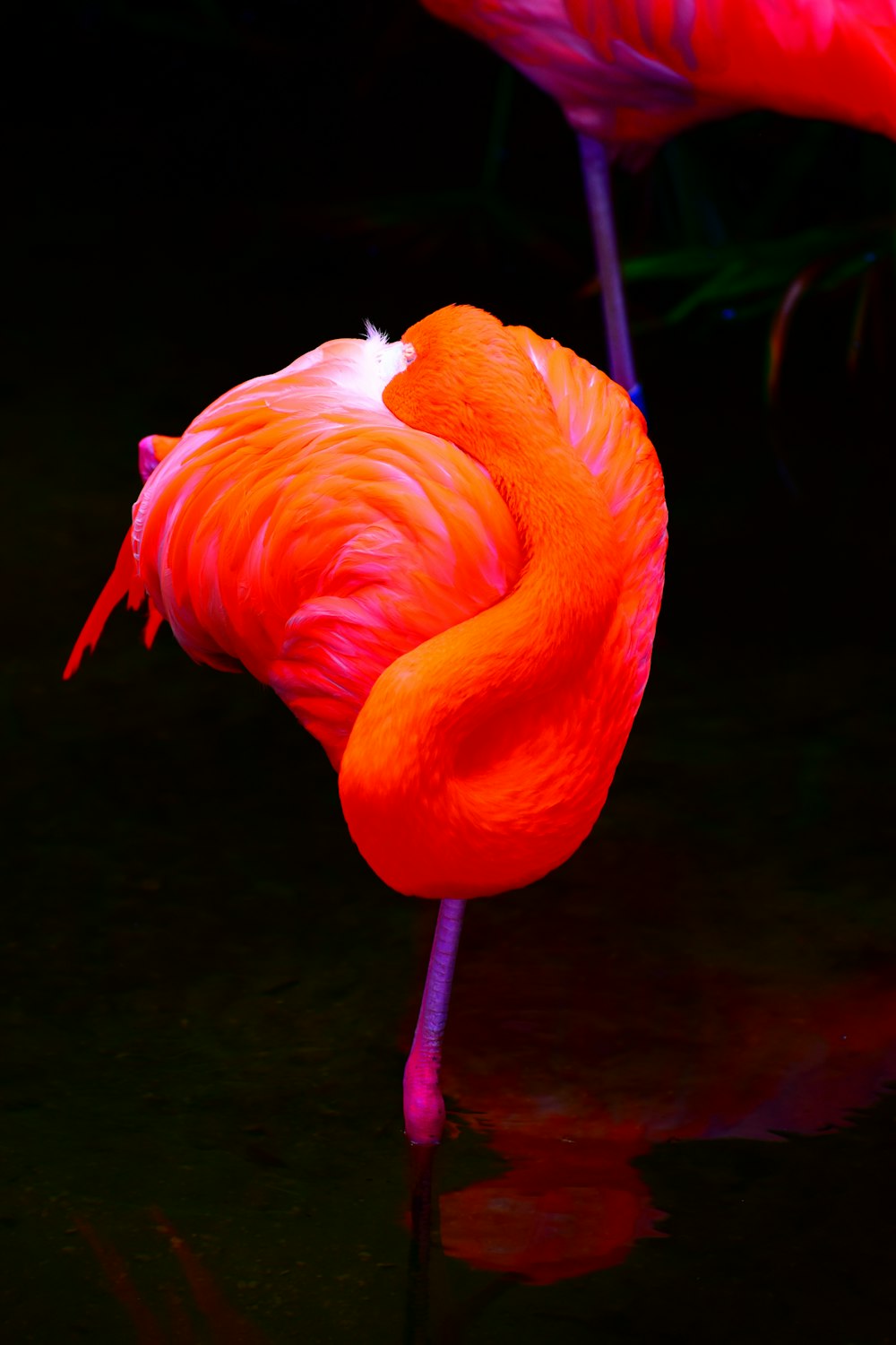 a couple of flamingos standing next to each other