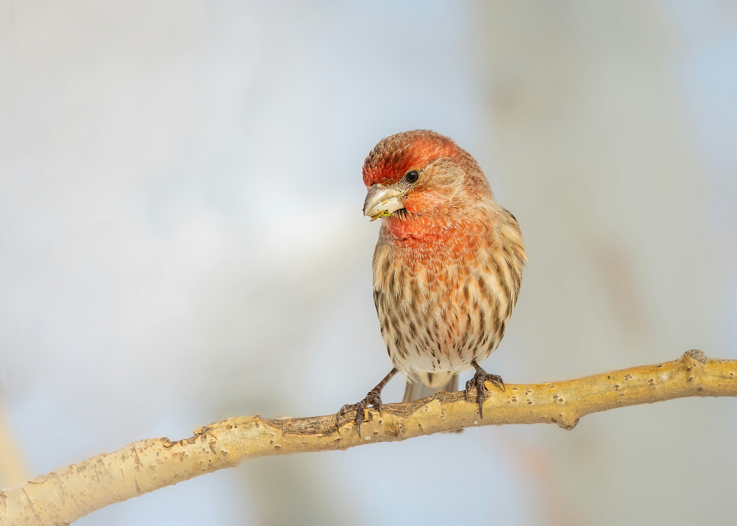a small bird perched on a tree branch